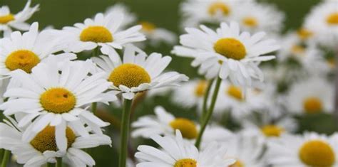 小菊花花語|小菊花花语详解（小菊花寓意和象征意义探究）